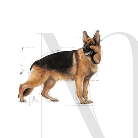 maxi-adult-illustr-facing-shn17