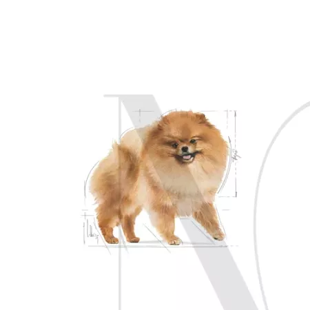 pomeranian-adult-emblematic-facing-bhn20