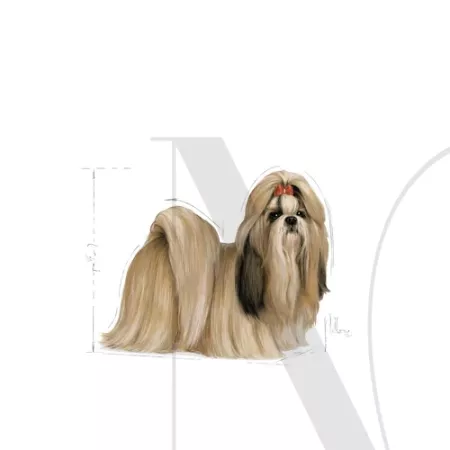 shih-ad-illustr-facing-bhn17