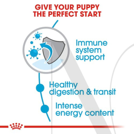 shn-puppyxsmall-cv-eretailkit-2_1