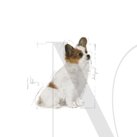 xs-pu-illustr-facing-shn17