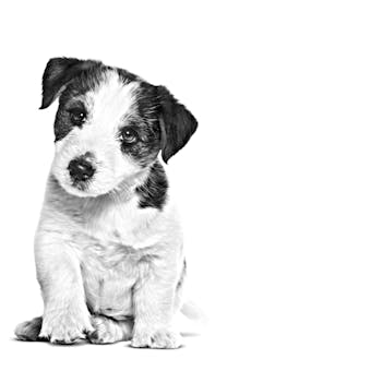 jack russel terrier puppy vet vhn