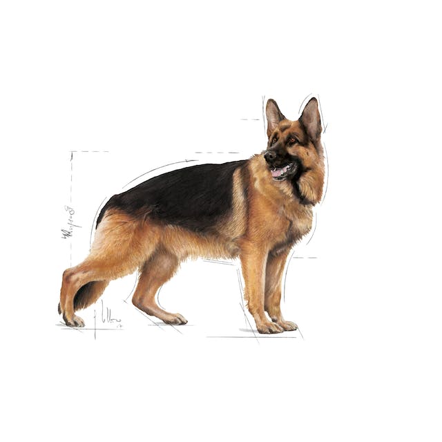 maxi adult illustr facing shn17
