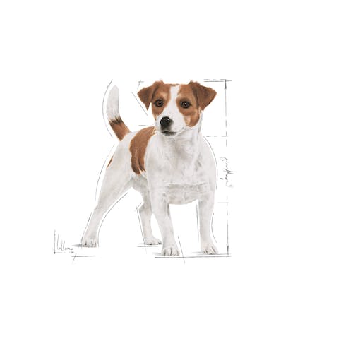 mini adult illustr facing shn17