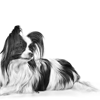 papillon continental spaniel toy adut size emblematic shn
